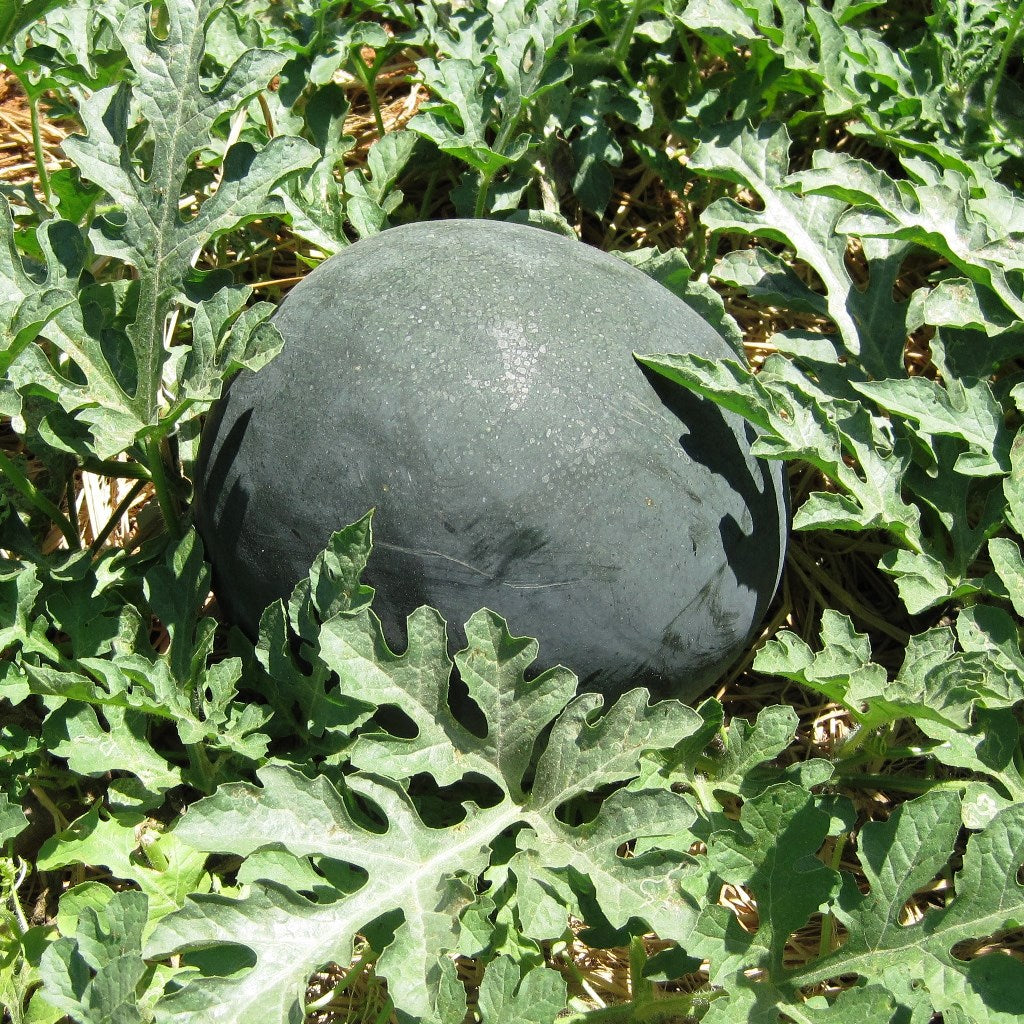 Watermelon Indam Patanegra (HY) Vegetable Seeds - myBageecha