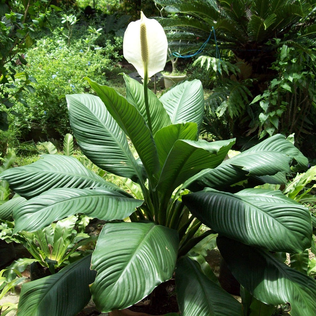 Peace Lily Mauna Loa Plant - myBageecha