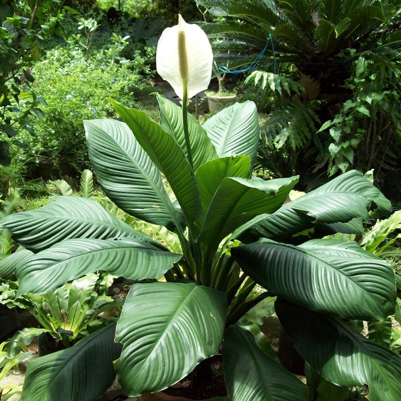 Peace Lily Mauna Loa Plant