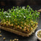 Peas Microgreen Seeds