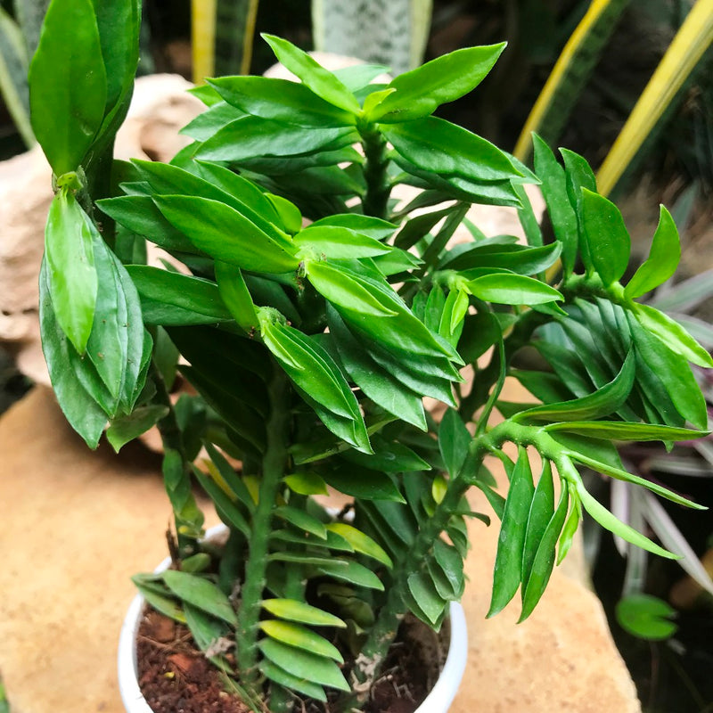 Pedilanthus Tithymaloides Nana Green Succulent Plant