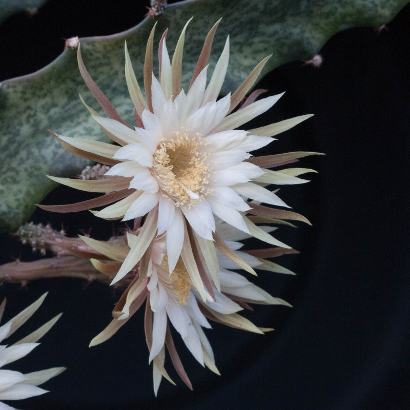 Peniocereus Maculatus Cactus Plant - myBageecha
