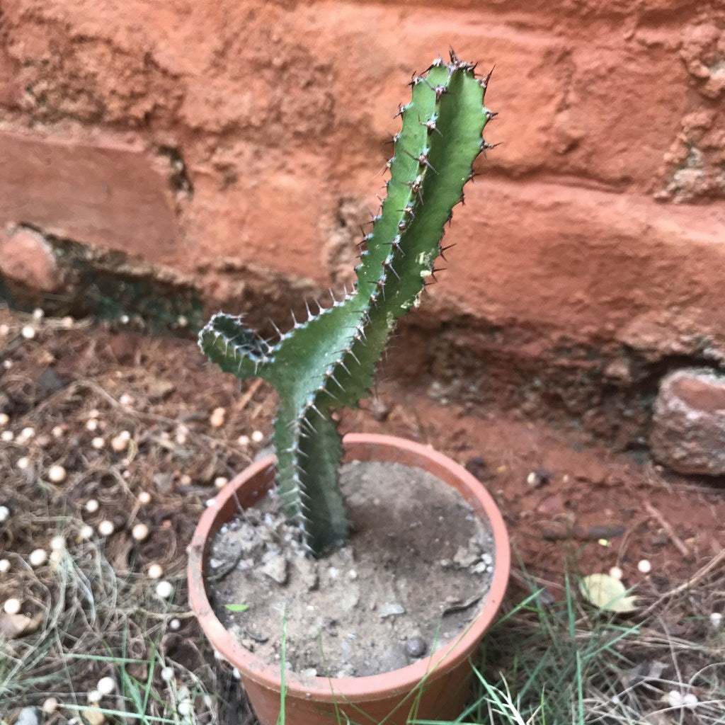 Peniocereus Maculatus Cactus Plant - myBageecha