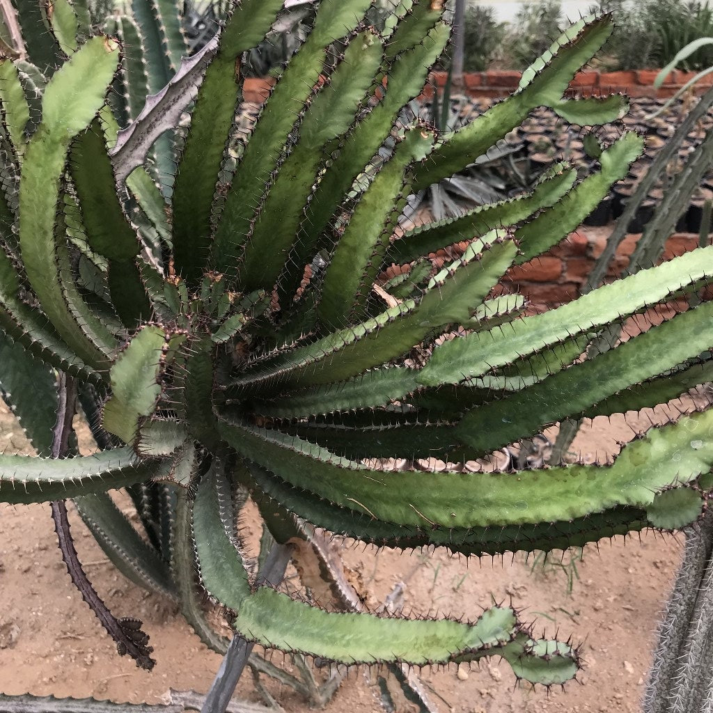 Peniocereus Maculatus Cactus Plant - myBageecha