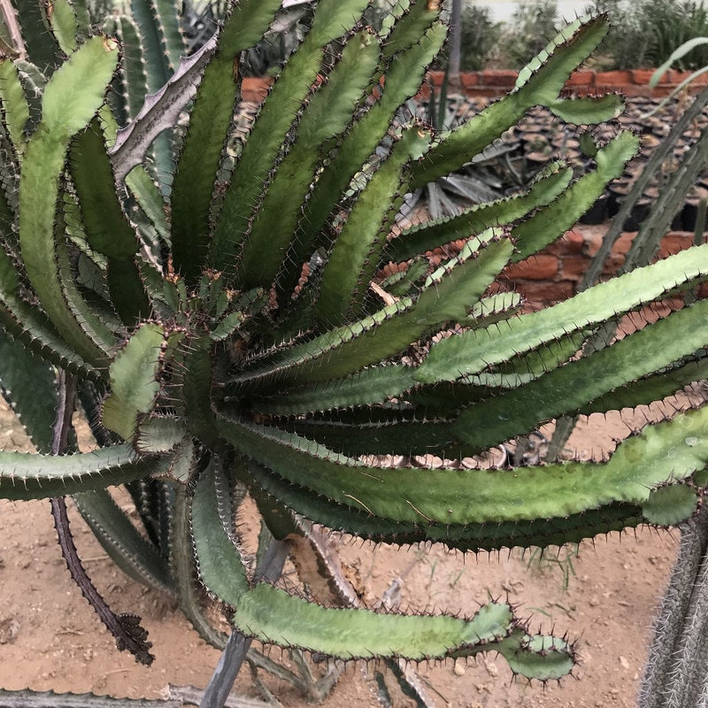 Peniocereus Maculatus Cactus Plant