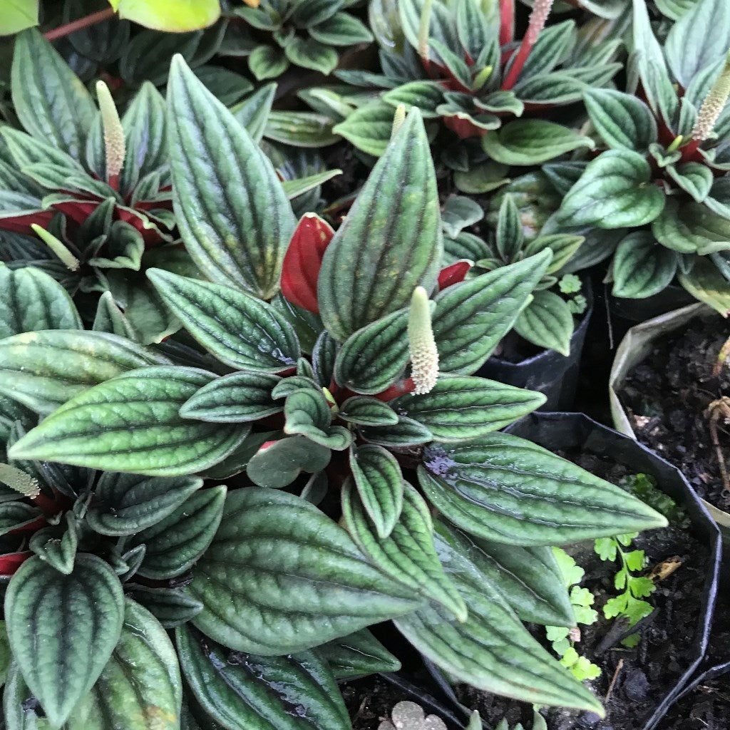 Peperomia Rosso Succulent Plant - myBageecha