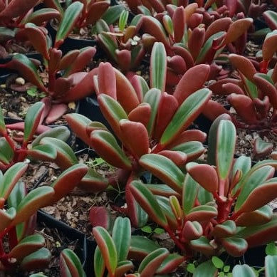 Peperomia Graveolens Ruby Glow Succulent Plant - myBageecha