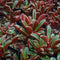 Peperomia Graveolens Ruby Glow Succulent Plant