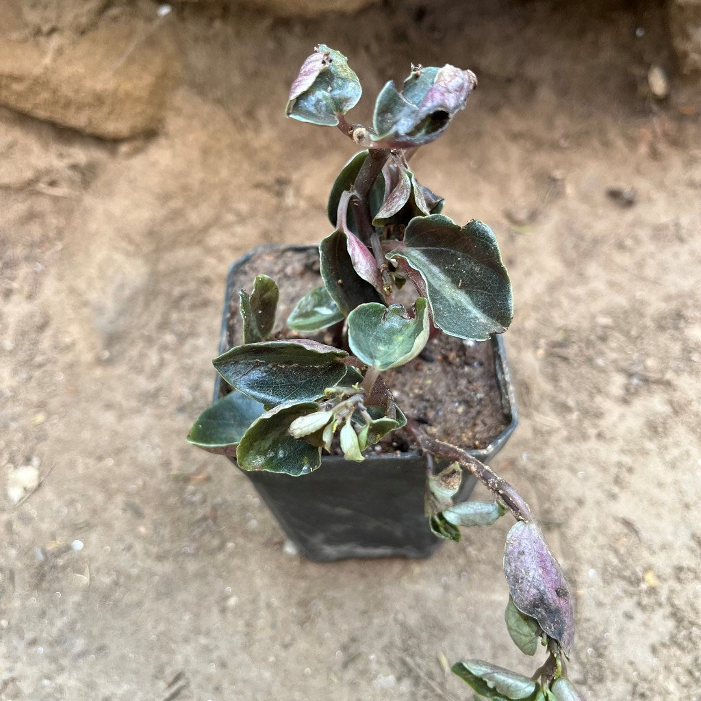 Peperomia Metallica Succulent Plant - myBageecha