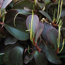Peperomia Claviformis Plants myBageecha - myBageecha
