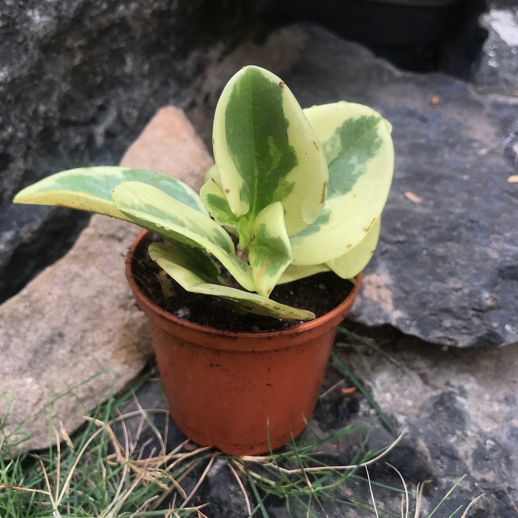 Peperomia Oblusifolia Variegata Succulent Plant - myBageecha