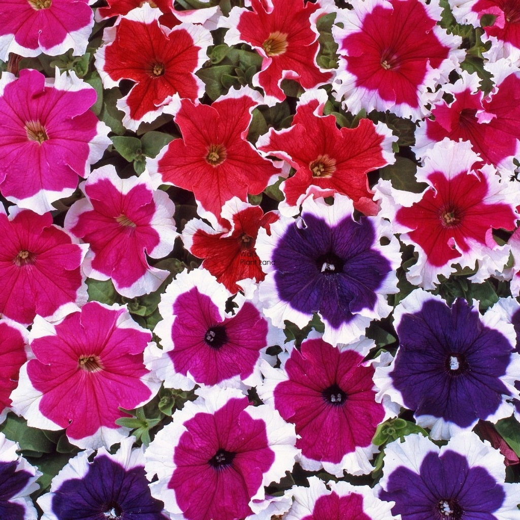 Petunia (SGL) Dreams Picotee Mix -HY Flower Seeds - myBageecha