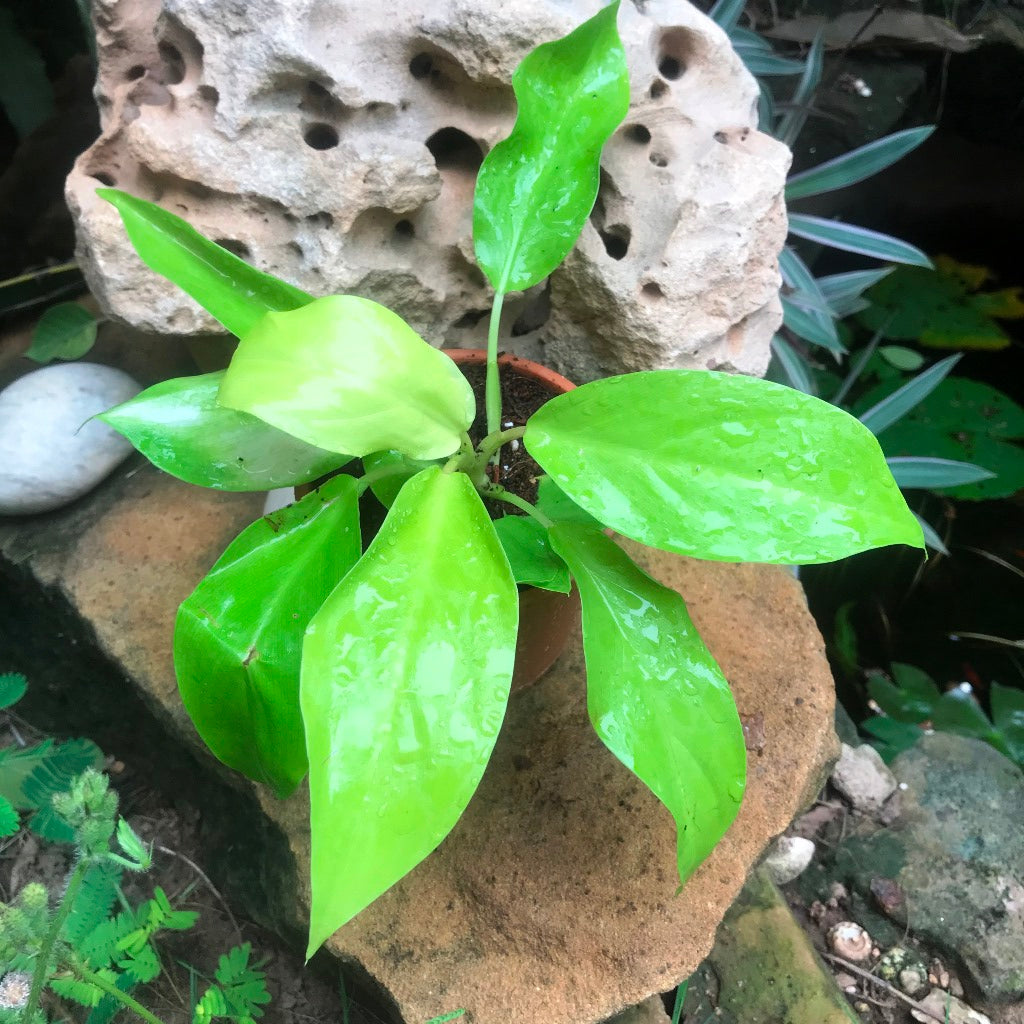 philodendron ceylon green plant online Philodendron Ceylon Plant with Self Watering Pot