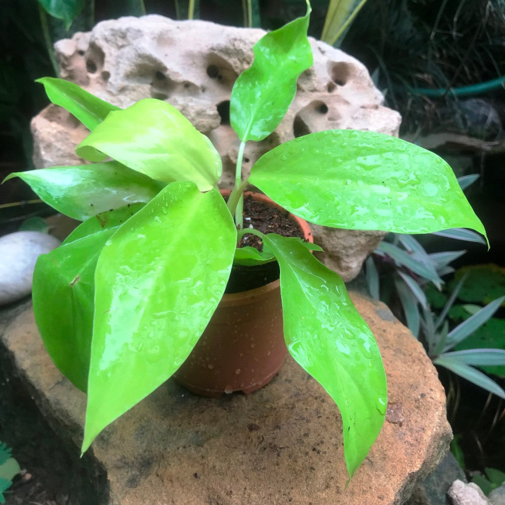 Philodendron Ceylon Plant - myBageecha