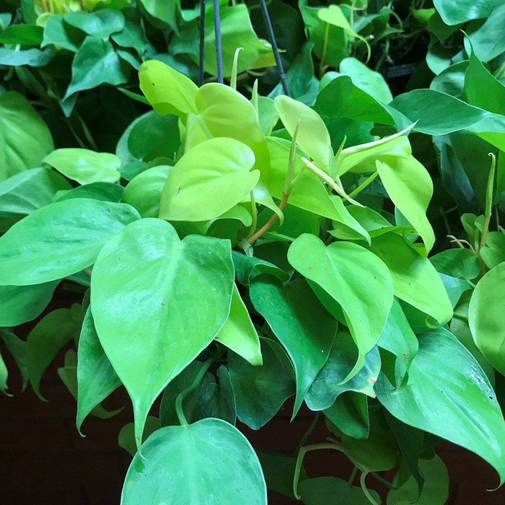 philodendron cordova Philodendron Cordatum Brazil Golden Indoor Plant