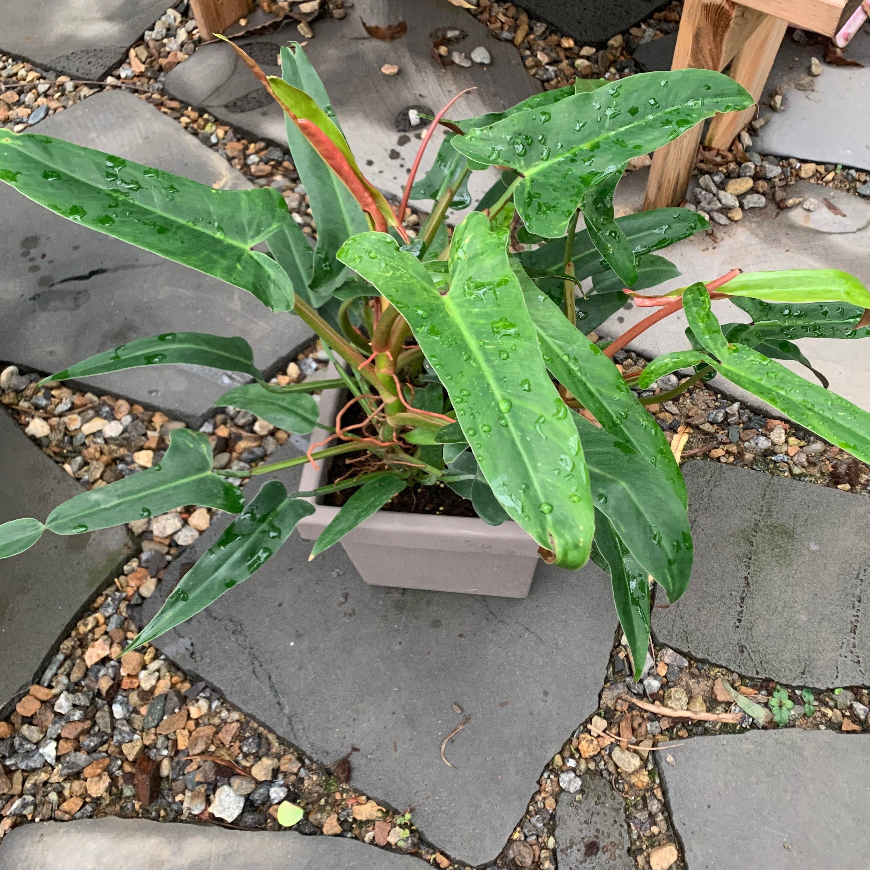 Philodendron Diflexum Plant - myBageecha