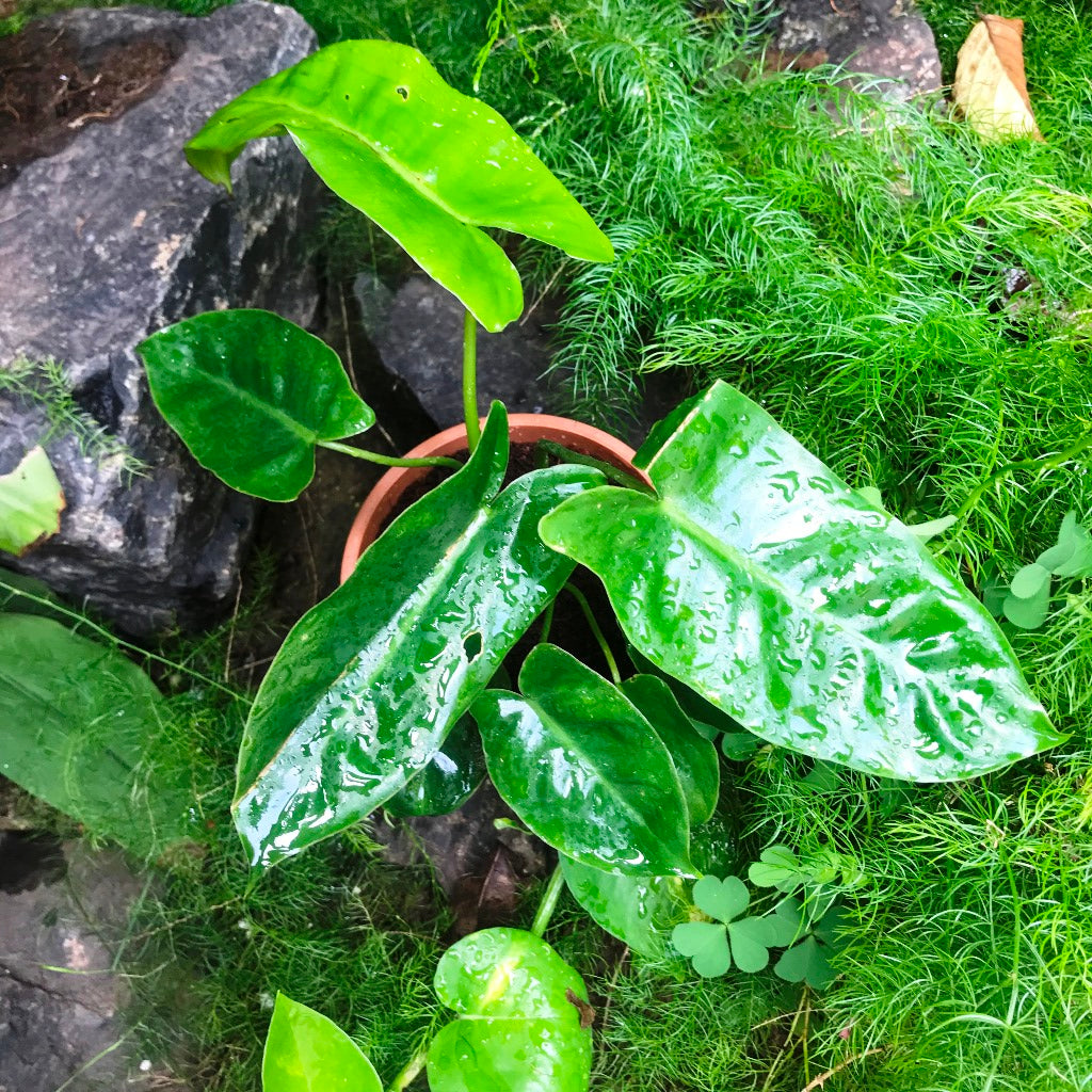 Philodendron Kerala Hybrid Plant - myBageecha