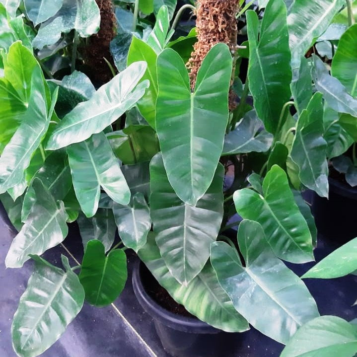 Philodendron Kerala Hybrid Plant - myBageecha