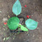 Philodendron Microstrictum Plant