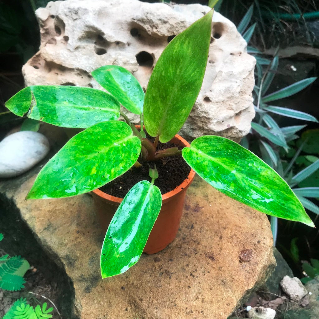Philodendron Painted Lady Plant - myBageecha
