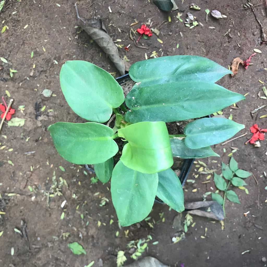 Philodendron Panduriforme Plant - myBageecha