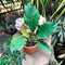 Philodendron Pluto Plant