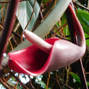 Philodendron Red Emerald Plant
