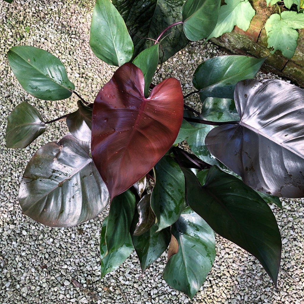 Philodendron Royal Queen Plant - myBageecha