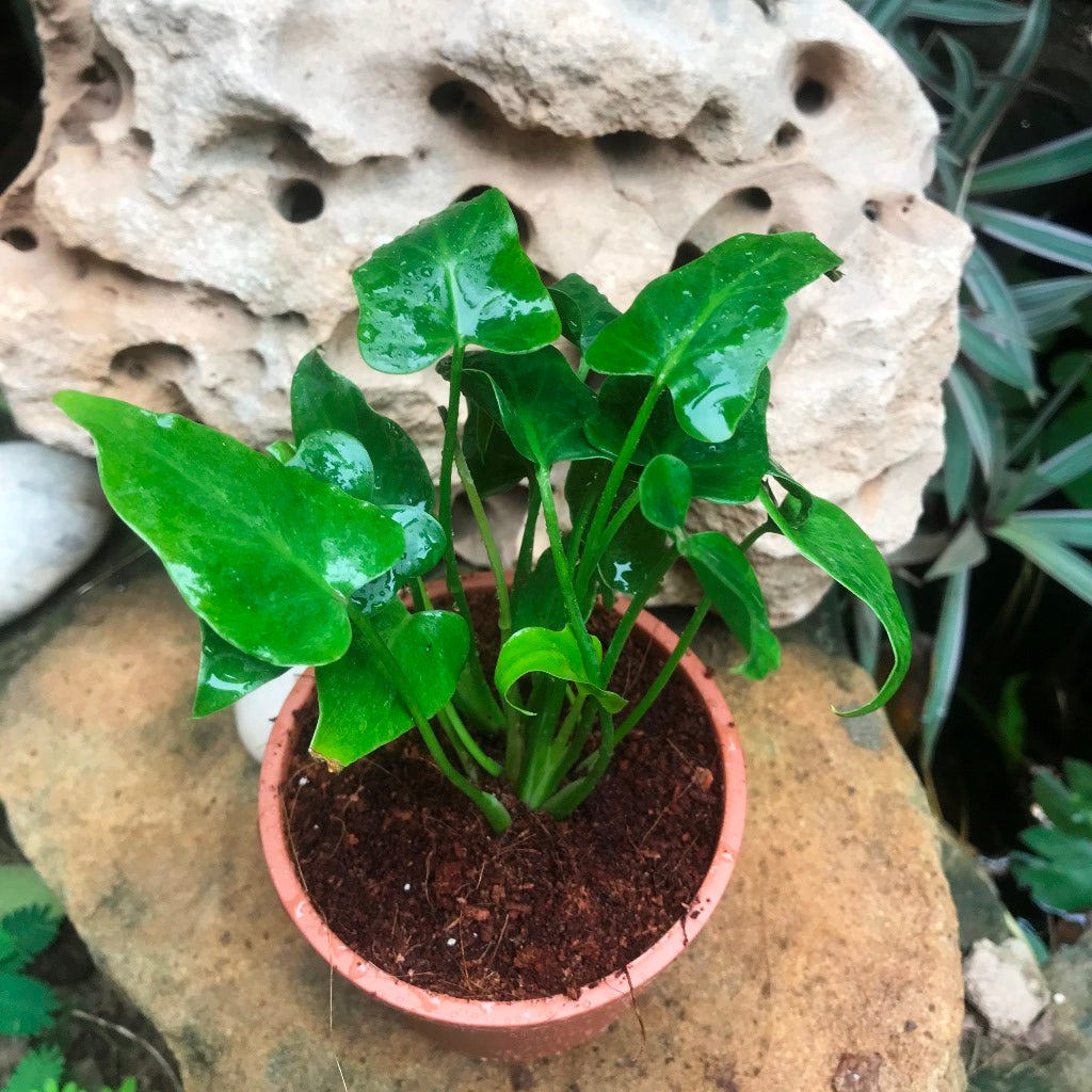 Philodendron Selloum Green Plant - myBageecha