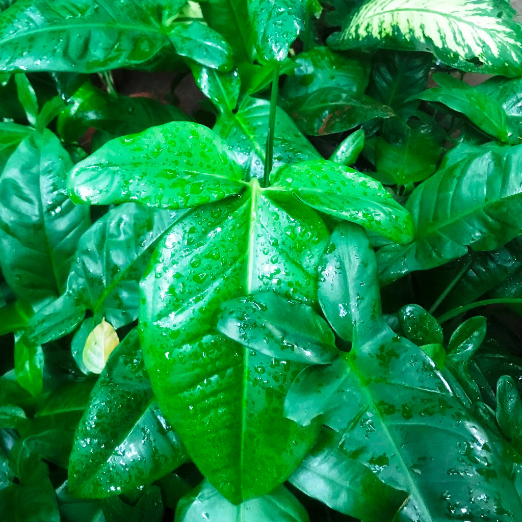 philodendron three leaves Philodendron Tripartitum Indoor Decorative Plant