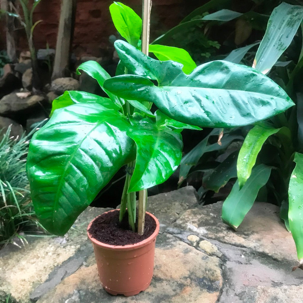philodendron tripartitum juvenile Philodendron Tripartitum Indoor Decorative Plant