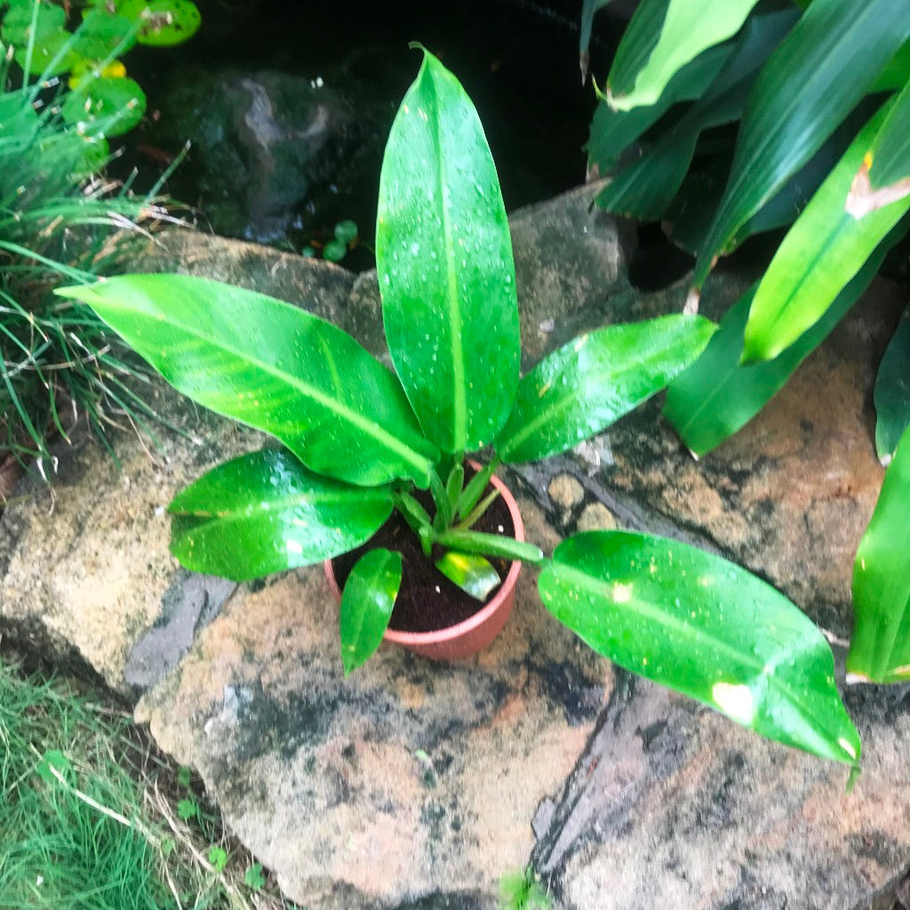 Philodendron Wendlandii Plant - myBageecha