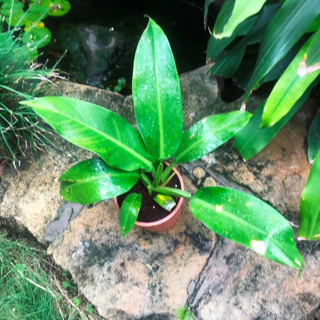 wendlandii philodendron Philodendron Wendlandii Narrow Leaf Indoor Plant