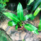 Philodendron Wendlandii Plant
