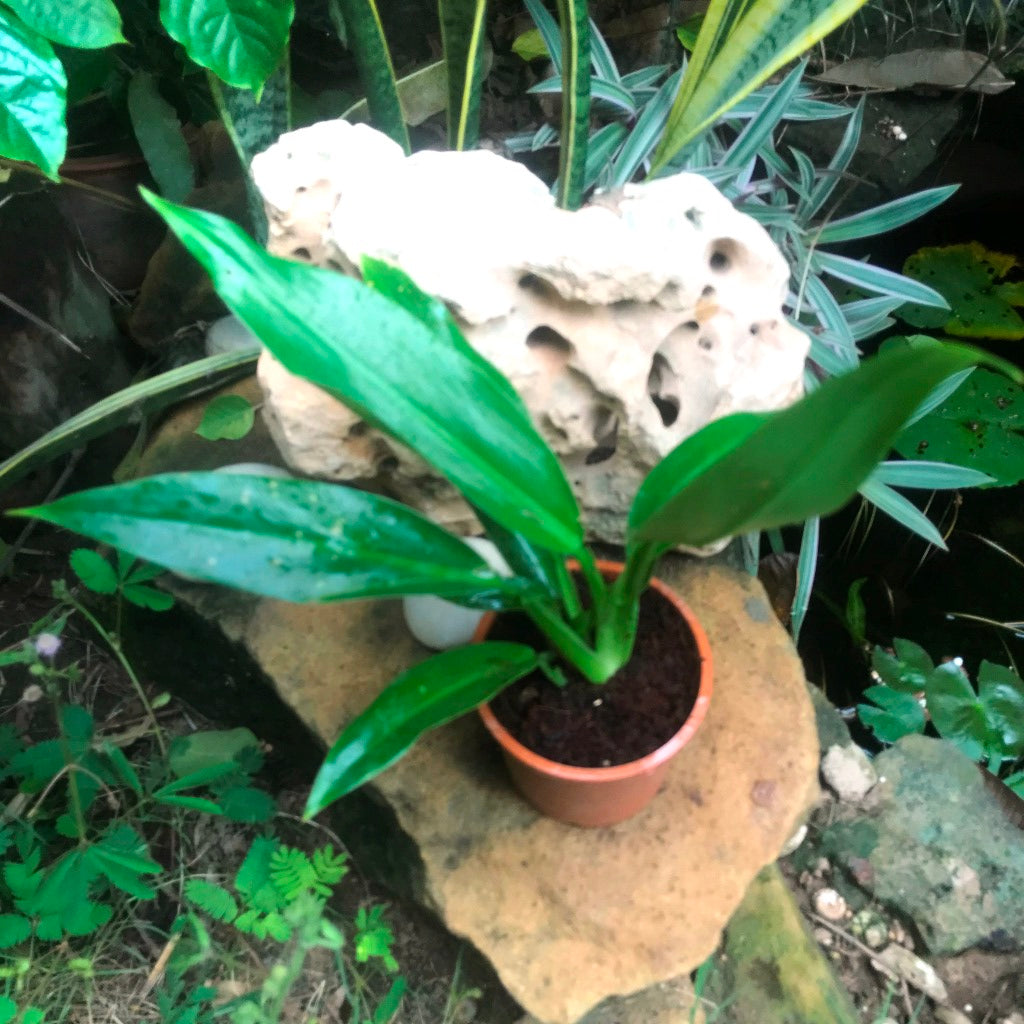 philodendron wendlandii imbe Philodendron Wendlandii Narrow Leaf Indoor Plant