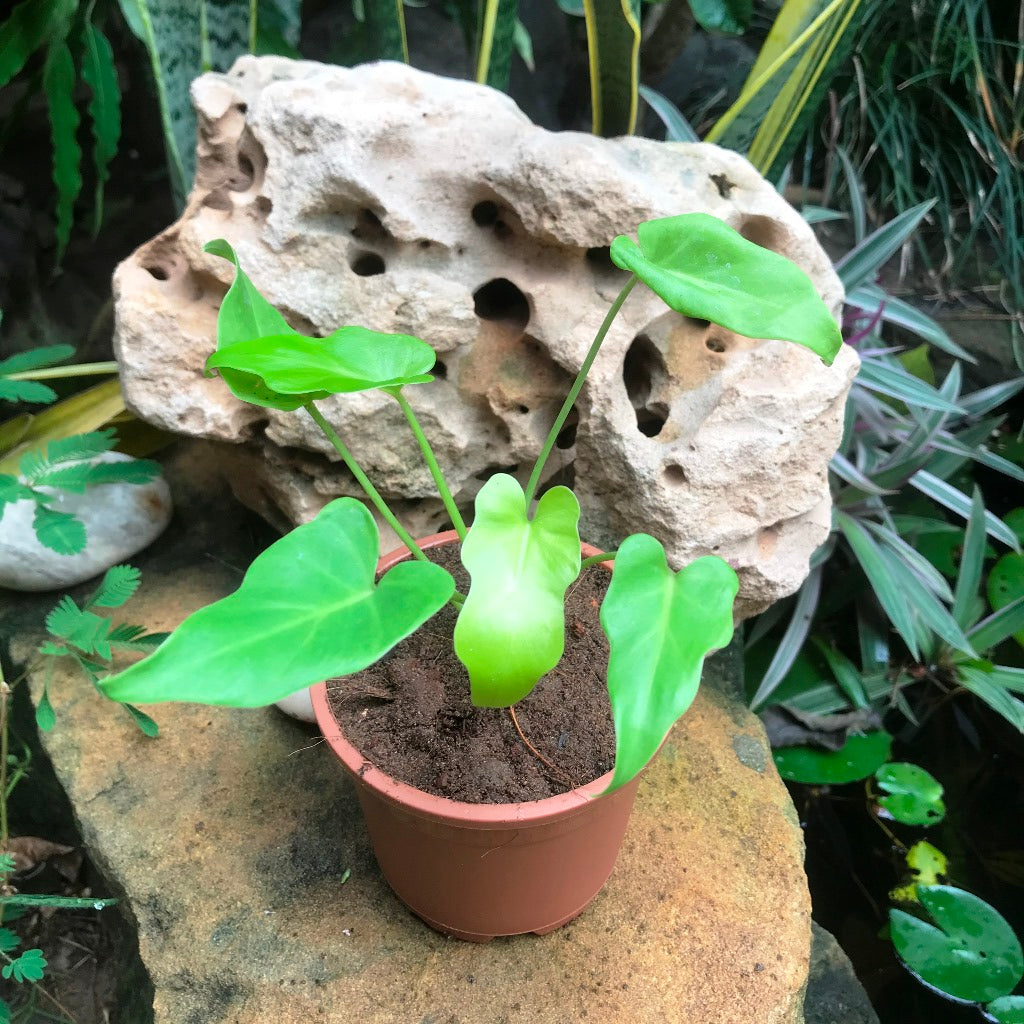 Philodendron Xanadu Golden Plant - myBageecha