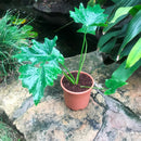 Philodendron Xanadu Green Plant