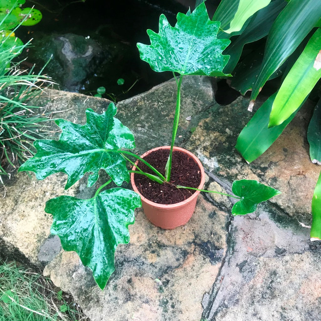 Philodendron Xanadu Green Plant - myBageecha