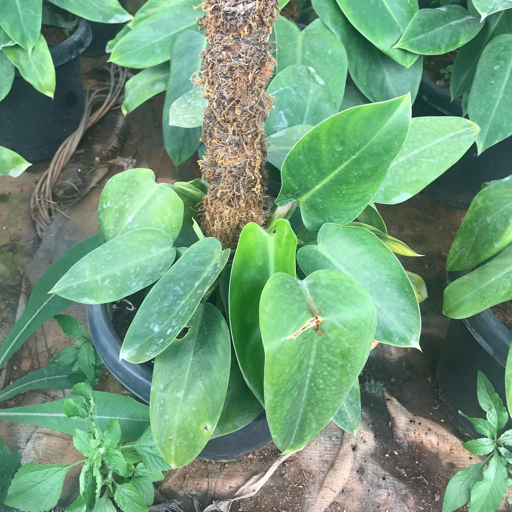 Philodendron Emerald Duke Plant - myBageecha