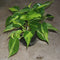 Philodendron Scandens Variegata Plant