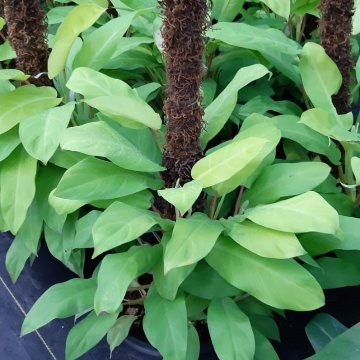 ceylon gold philodendron Philodendron Ceylon Plant with Self Watering Pot