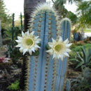 Pilosocereus Pachycladus Blue Columner Cactus Plant