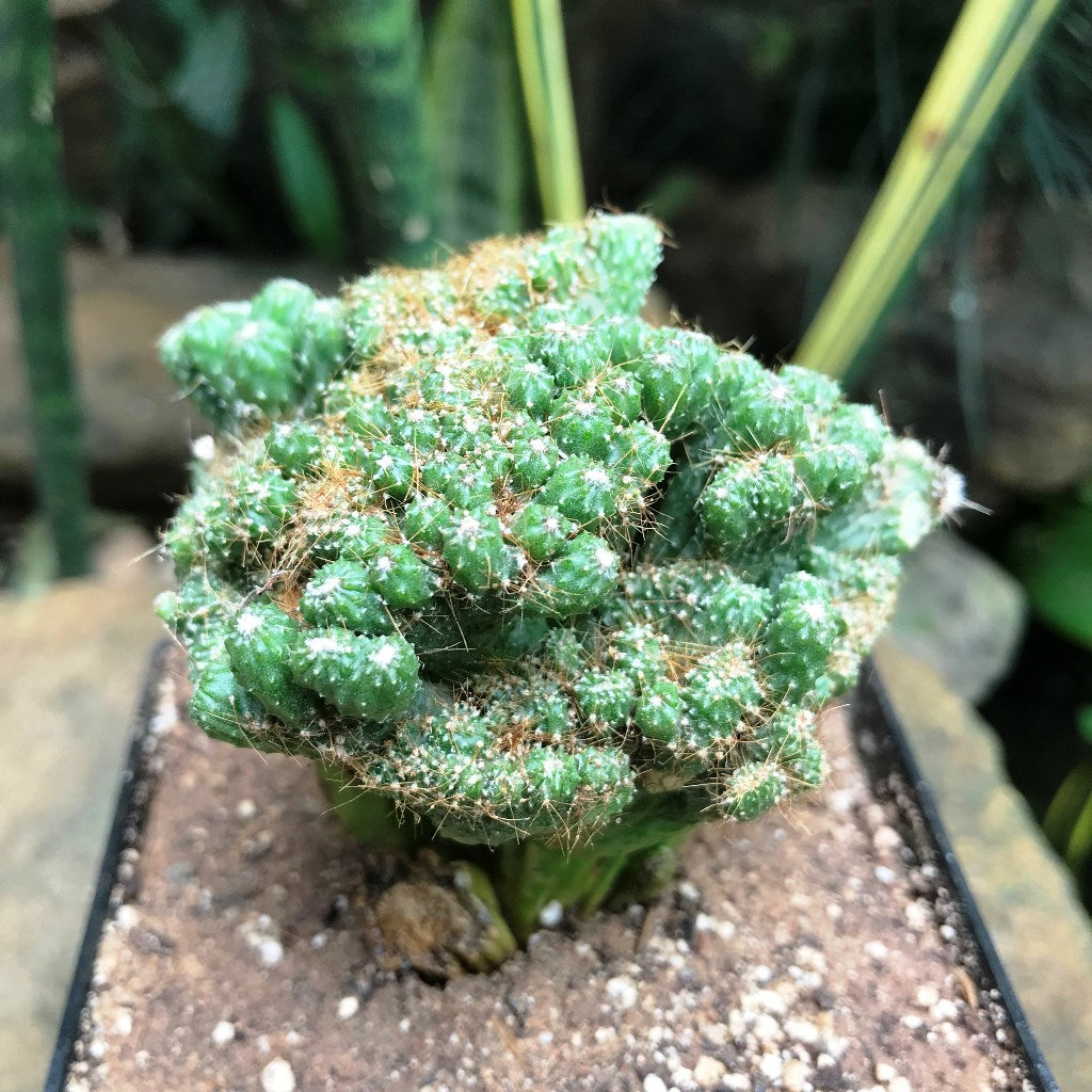 Cereus Repandus f. Monstrose Cristate Petra Cactus Plant - myBageecha