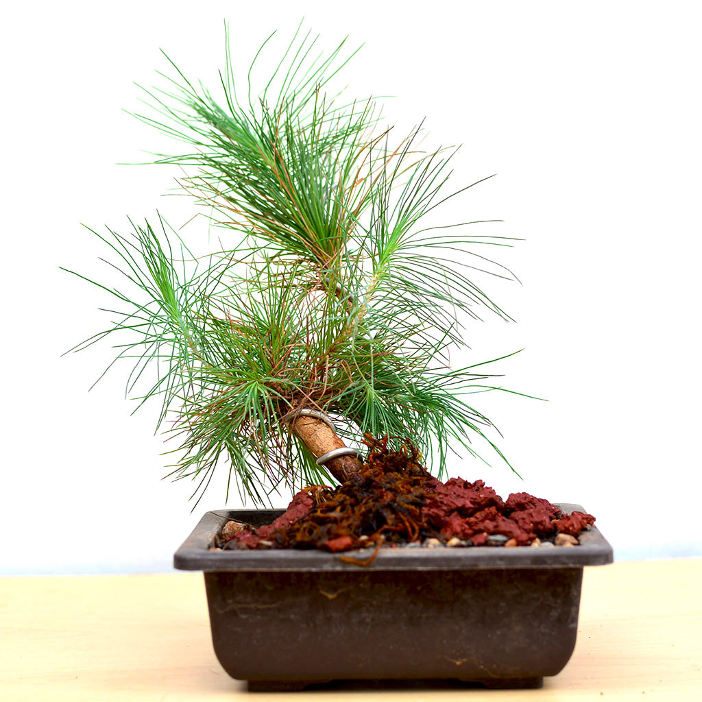 Bonsai Pine Plant - myBageecha