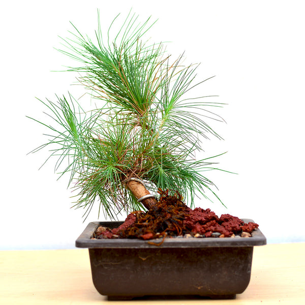 pinus tabuliformis bonsai Pine Bonsai Plant – Classic Evergreen Conifer Bonsai