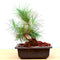 Bonsai Pine Plant