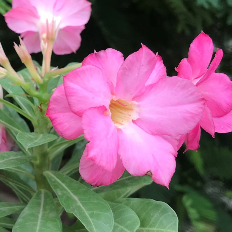 Pink Beauty Adenium Plant