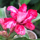 Pink Slush Adenium Plant