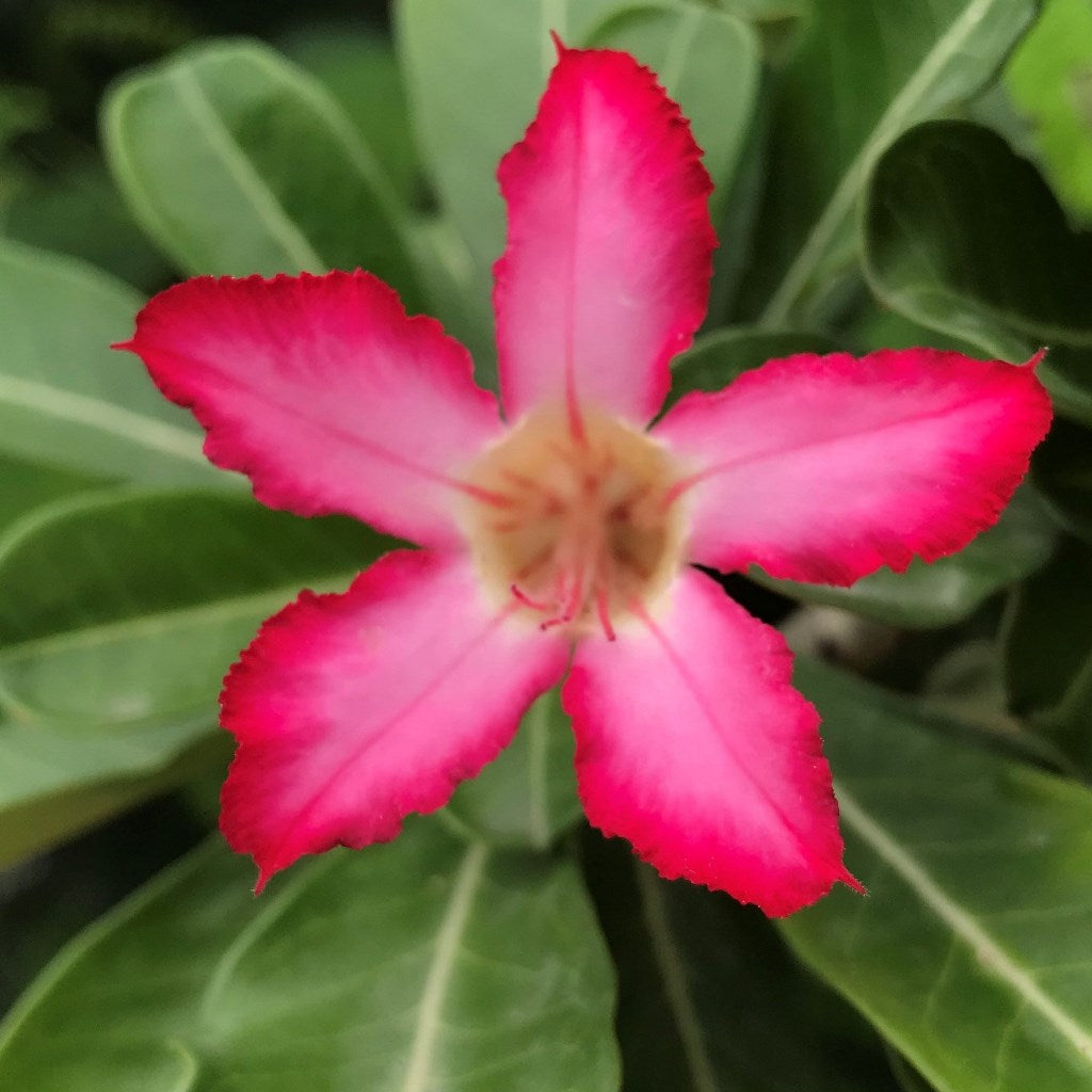 Pink Star Adenium Plant - myBageecha