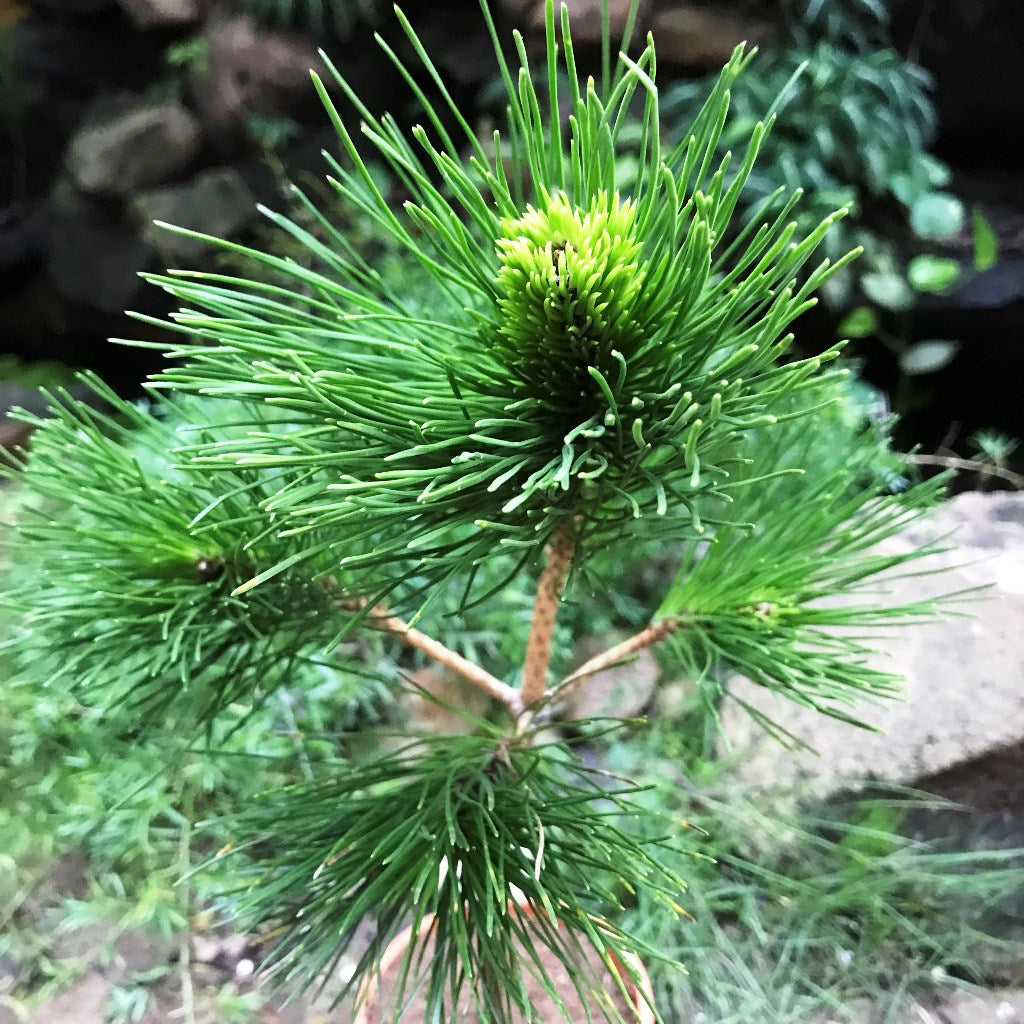 Japanese Black Pine Plant - myBageecha